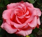 Realistic Pink Rose